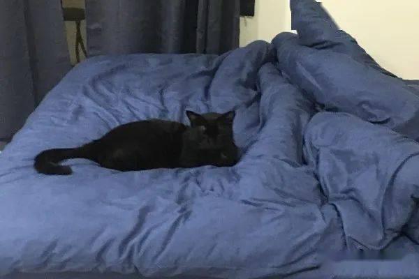 黑猫吃女孩的瓜,揭开女孩失踪之谜的惊悚真相