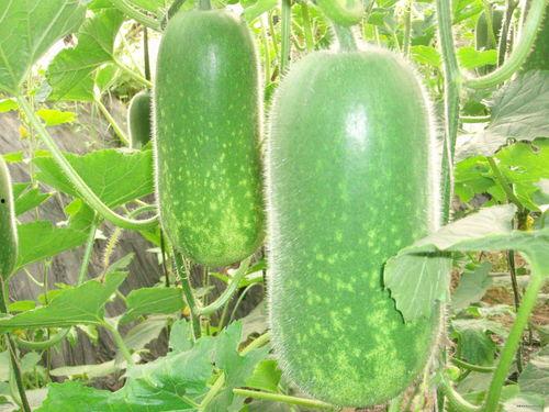 吃乳瓜利尿吗,天然利尿佳品，轻松缓解水肿困扰