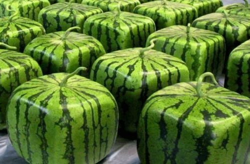 中国吃瓜彩票,趣味与公益并存的现象解析