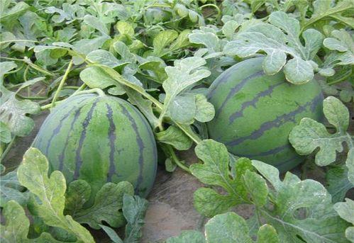 梦见在瓜地摘瓜吃,瓜地摘瓜，品味丰收喜悦