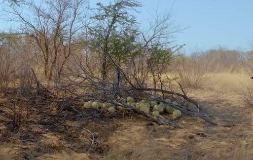 雪松吃瓜,揭秘吃瓜群众的趣味世界