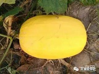 金丝角瓜如何吃,解锁美味新境界