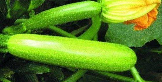 什么瓜可以放心吃