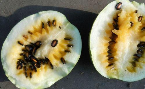 籽瓜咋吃呢,籽瓜的多样食用方法与美味体验